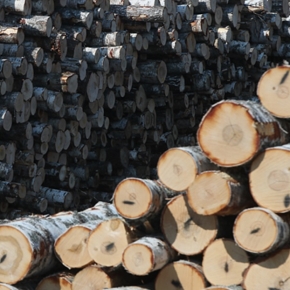 В 1 кв. 2024 г. экспорт круглых лесоматериалов из России вырос на 14.6%